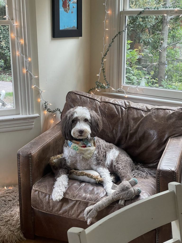 A gray and white doodle lounging in a leather armchair