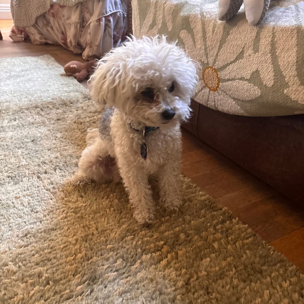 A small white fluffy dog sitting on a rug