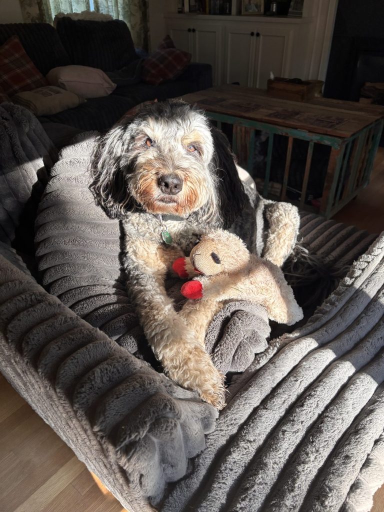 A black and white doodle curled up on a blanket with a stuffed toy