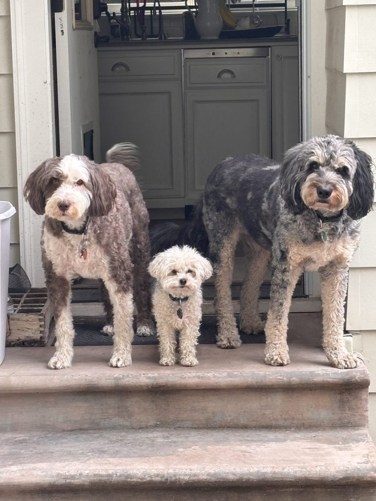 Three dogs standing together on the front steps